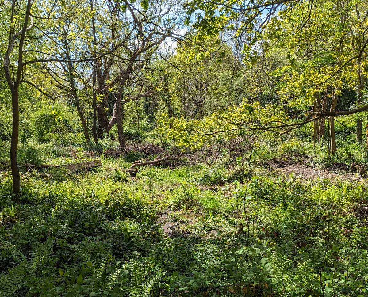 Grove Farm was looking glorious in the sunshine today. Hoping to expand on the great wetland and stream habitat work that <a href="/GroveFarmEaling/">Friends of Grove Farm</a> have been doing and study the hydrology of the site.