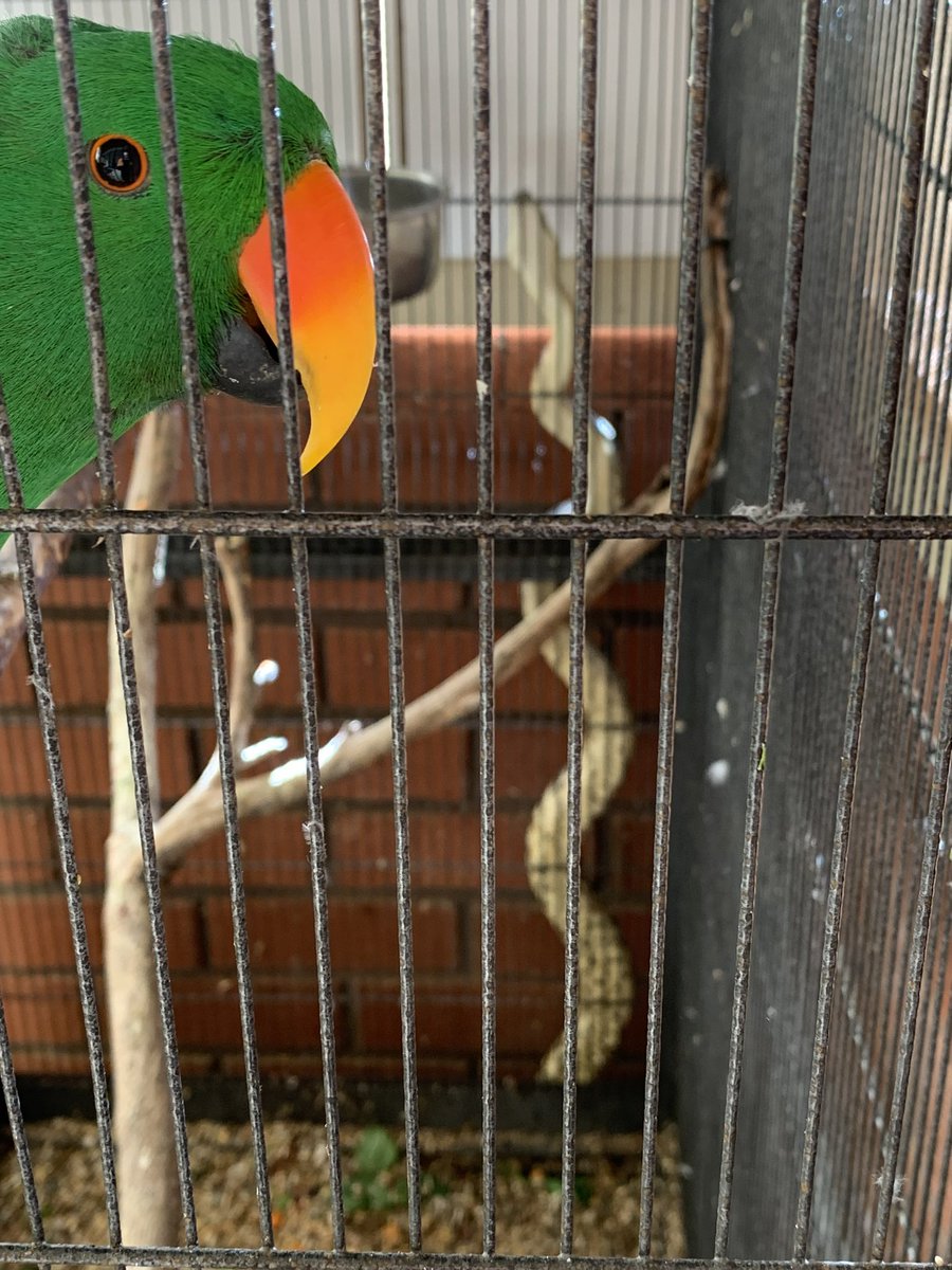 Stopped off to see friends in the #Flindérsranges over the weekend  (Alligator Gorge). He keeps his #Eclectus parrot under his carport out of the weather & came home from work to find this beautiful #MurrayDarling #CarpetPython sitting on top of the cage. Never seen one so big 🐍