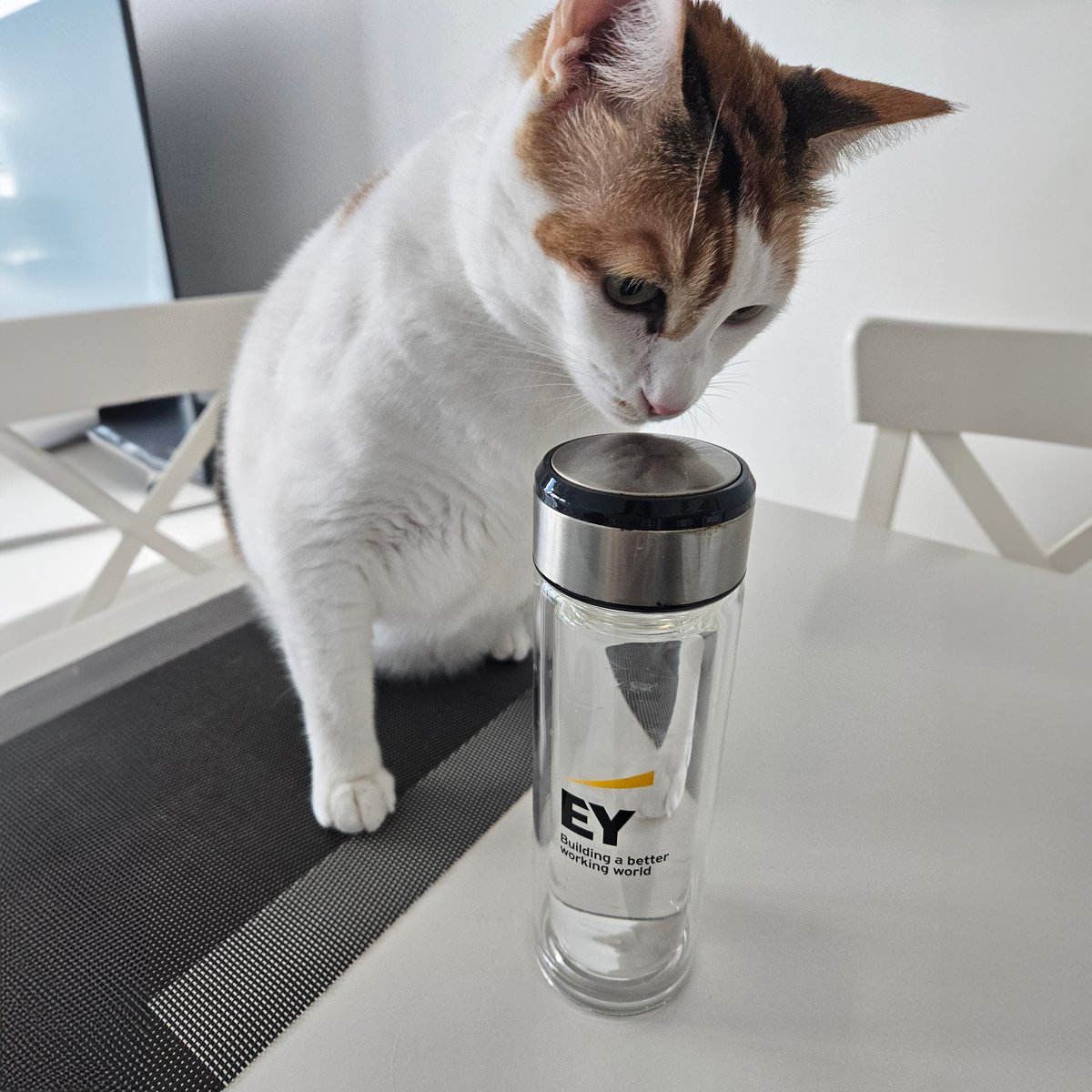 Monday's motivation from our feline colleague: Stay hydrated while working! 
#EYMENACareers #YoursToBuild #BetterWorkingWorld