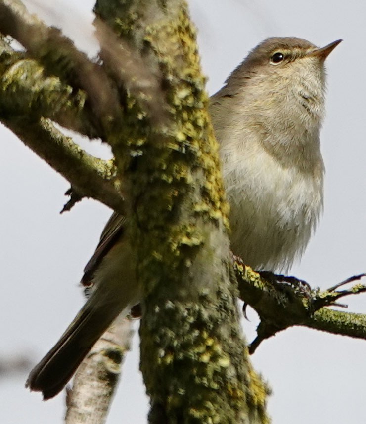 Chiffchaff