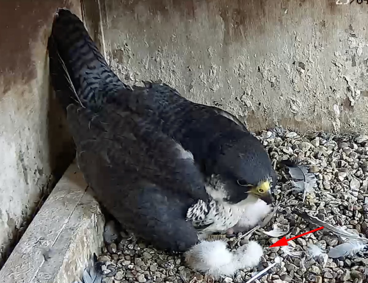 Jim Graham (@cropstonbirder) on Twitter photo It looks like we have lost one of the @LeicsPeregrines chicks <a href="/LeicsCathedral/">Leicester Cathedral</a>
I was always worried about the last hatched being trapped beneath its siblings at feeding time. 🙁
Live streaming:
leicesterperegrines.org.uk/streaming/ It looks like we have lost one of the @LeicsPeregrines chicks <a href="/LeicsCathedral/">Leicester Cathedral</a>
I was always worried about the last hatched being trapped beneath its siblings at feeding time. 🙁
Live streaming:
leicesterperegrines.org.uk/streaming/