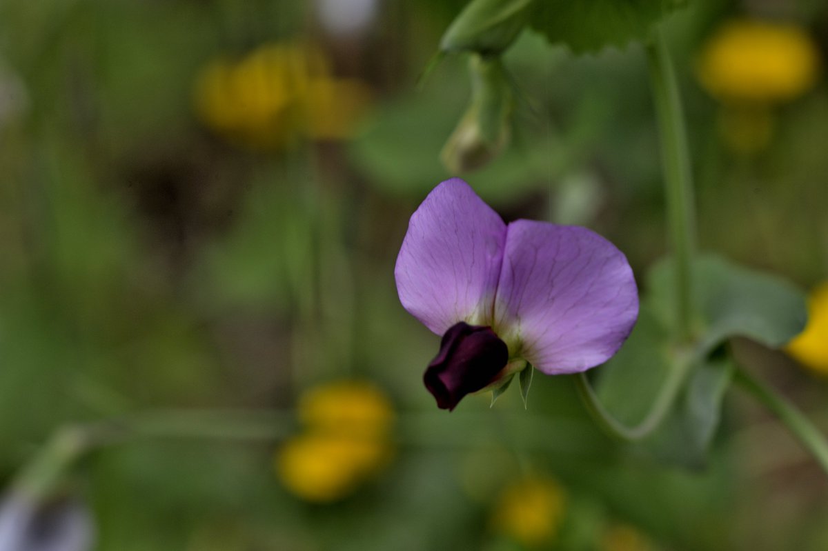 lathyrus oleraceus (biflorus)