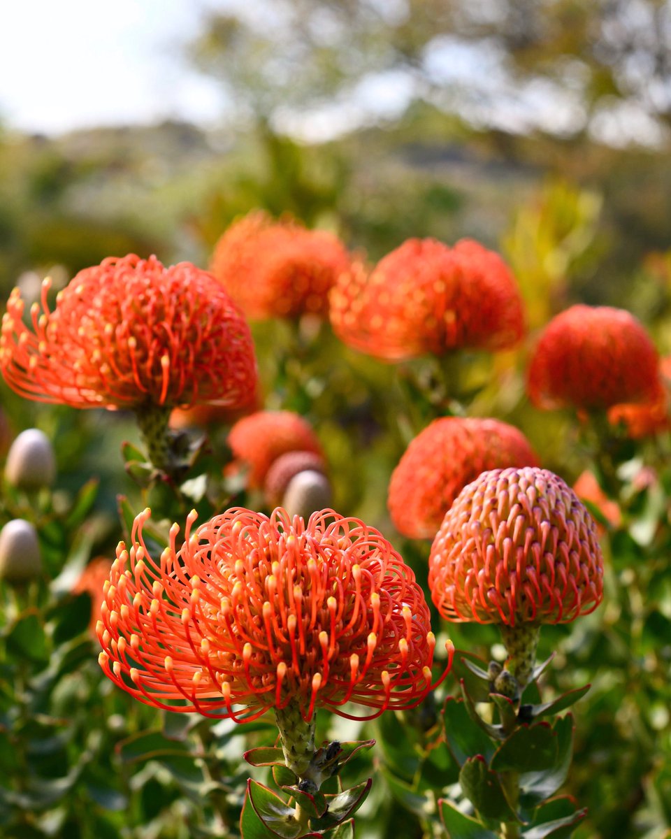 Flowers don’t worry about how they’re going to bloom. They just open up and turn toward the light and that makes them beautiful. -Jim Carrey 🍃💥🌞💥🍃 #mondaymotivation #inspiredbynature #protea #leucospermum #pincushions #flamegiant #cagrown