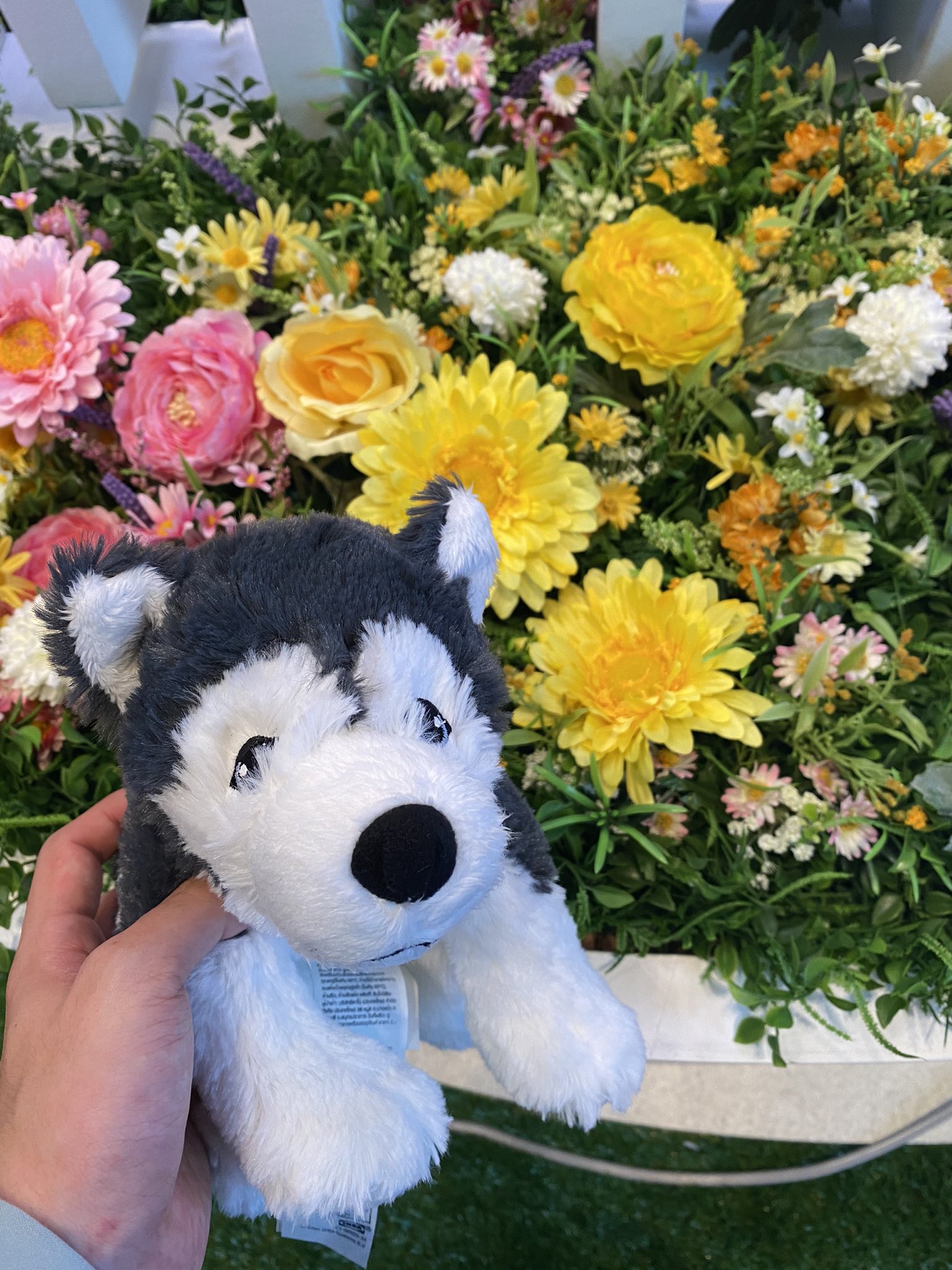 hi(R)oto®︎ в X: „壱馬くんとお揃いのハスキーGET✨ パネル展も
