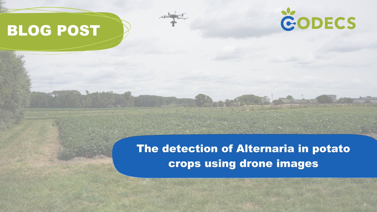 💡Do you know how artificial intelligence can help rural areas? Thanks to drone imagery and AI, our #LivingLab @ILVOvlaanderen is detecting Alternaria in potato crops at an early stage, revolutionising disease detection in agriculture. ⏭️bit.ly/3UDff4E