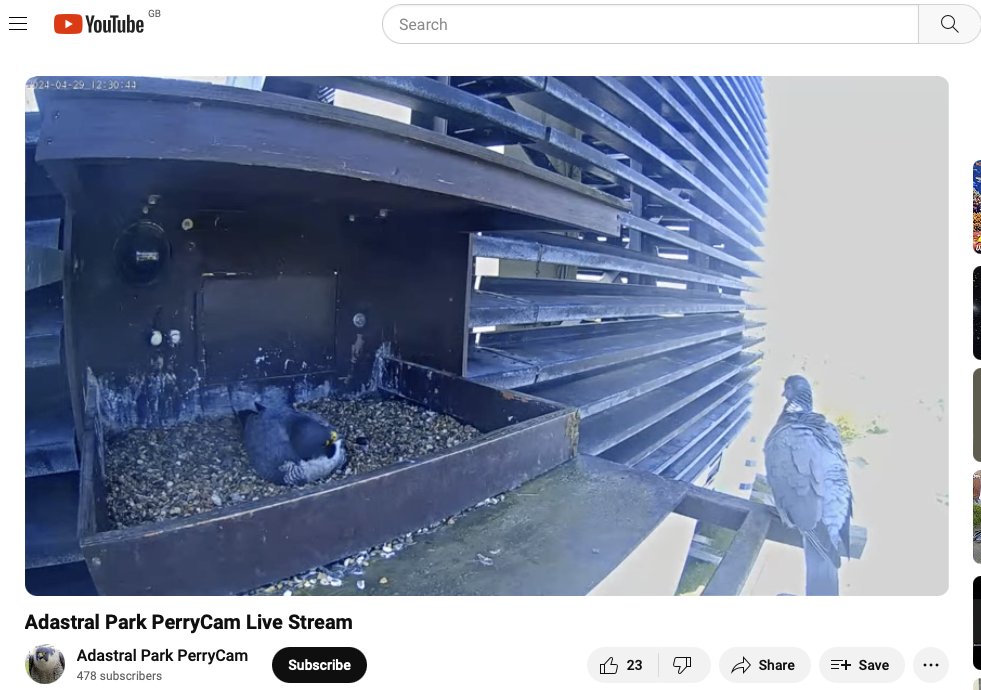 That is one hard as nails pigeon!!! “Come on then if you think you’re hard enough!” #peregrinefalcon #hardpigeon