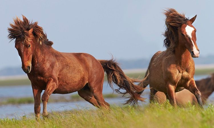 The World Animal Foundation published an article listing lots of interesting data about the world's #horses. buff.ly/3w1CiN7 #equine #horses #equestrian #horselover #ponyhour #horselife #horseaddict