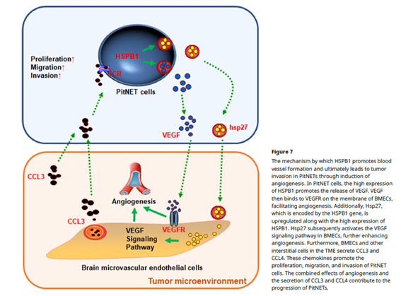 sociedadSEEN's tweet image. 💢HSPB1 promotes tumor invasion by inducing angiogenesis in PitNETs

👉 HSPB1 actúa como un gen clave para la invasión del seno cavernoso en #PitNET, remodelando el microambiente tumoral al promover la formación de vasos sanguíneos 

erc.bioscientifica.com/view/journals/…
@NeuroendocrinoS