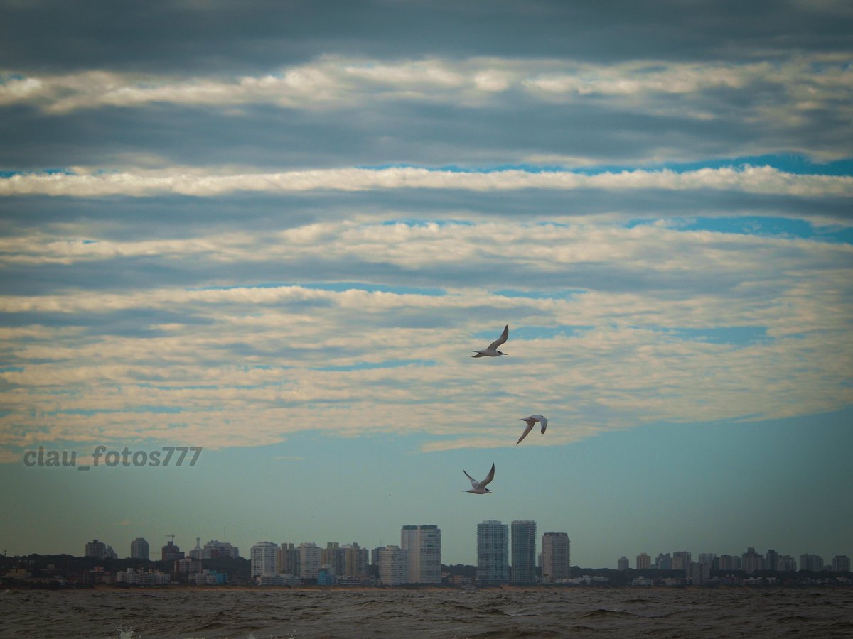 #LunesDeFotopropia @locurita_suelta Mañana de otoño con vista a la península. Gaviotín Real (Thalasseus maximus)