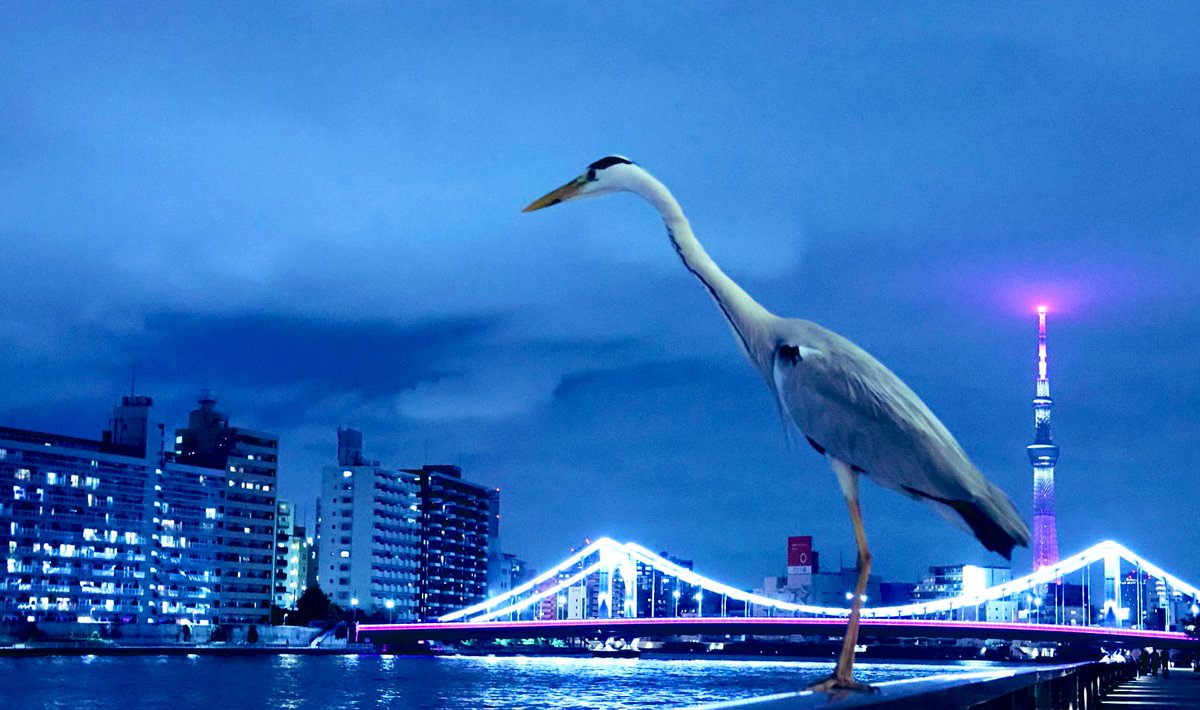 Giant Heron Takes Tokyo