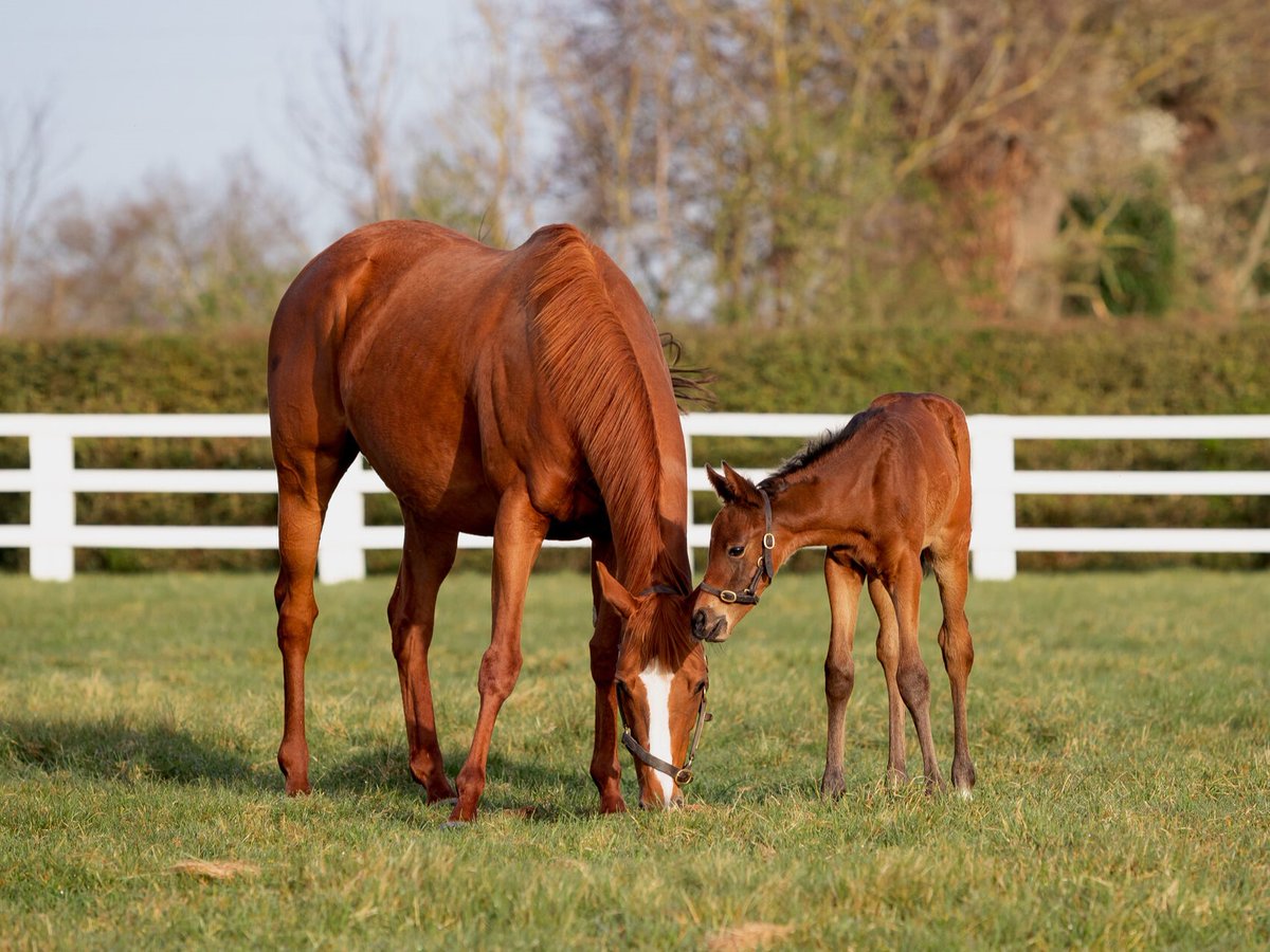 #Ezeliya put herself in the Oaks frame by winning the Gr.3 Salsabil Stakes on Saturday. Her dam #Eziyra (📸 with Ezeliya) won 5⃣ Group races including the Gr.2 Blandford Stakes & was 3rd in the Irish Oaks. She's from the great 'E' family of #Ebadiyla, Estimate etc. #MareMonday