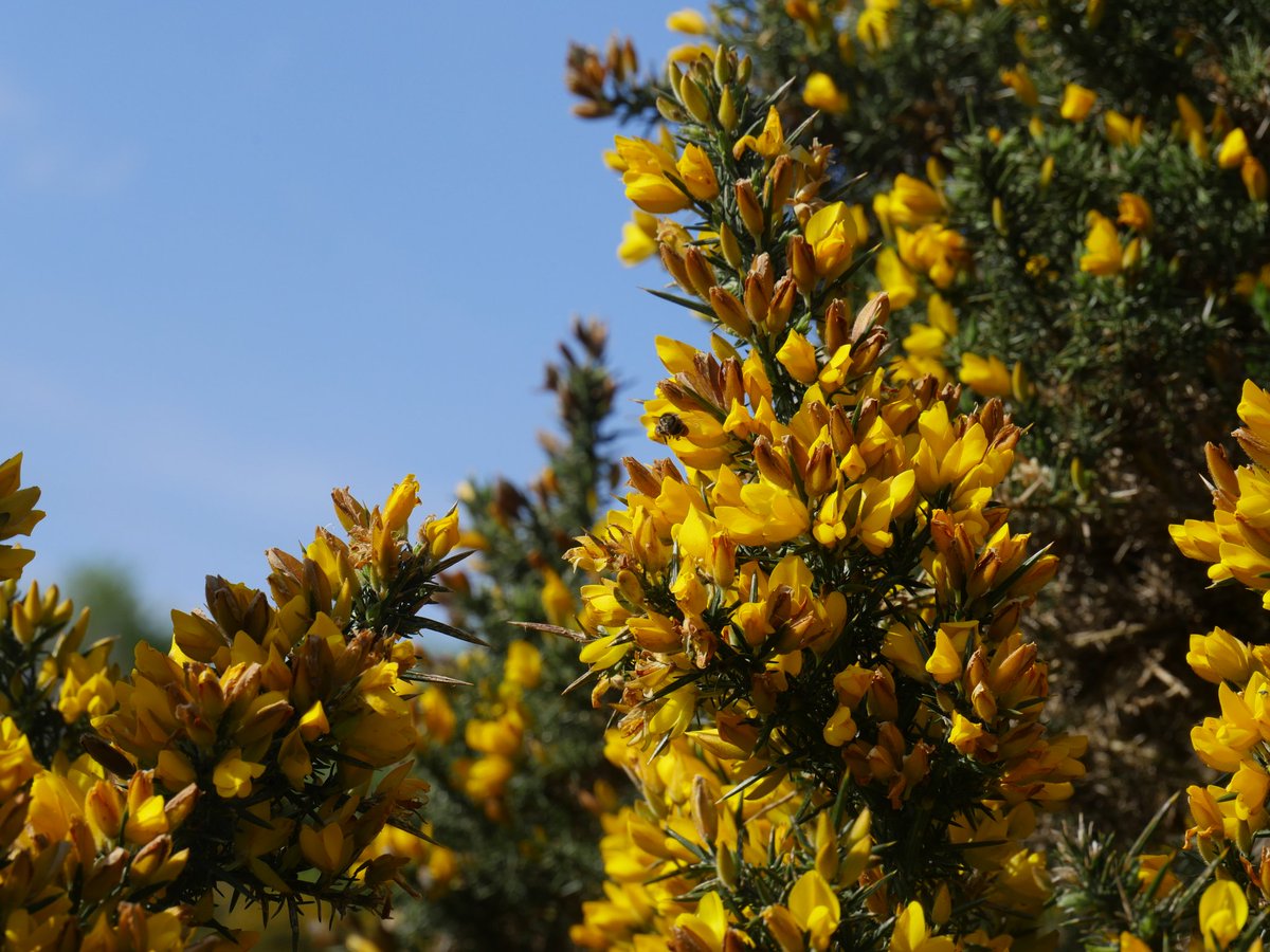 Gorse flowers glow brightly in the sunshine ☀️ (Fairy Gold) but even on wet and grey days they light up the hills & hedgerows 🌳🌳🌿💚🌿🌳🌳