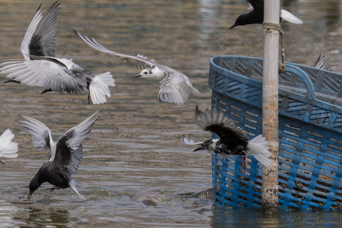 jayshrike tweet picture