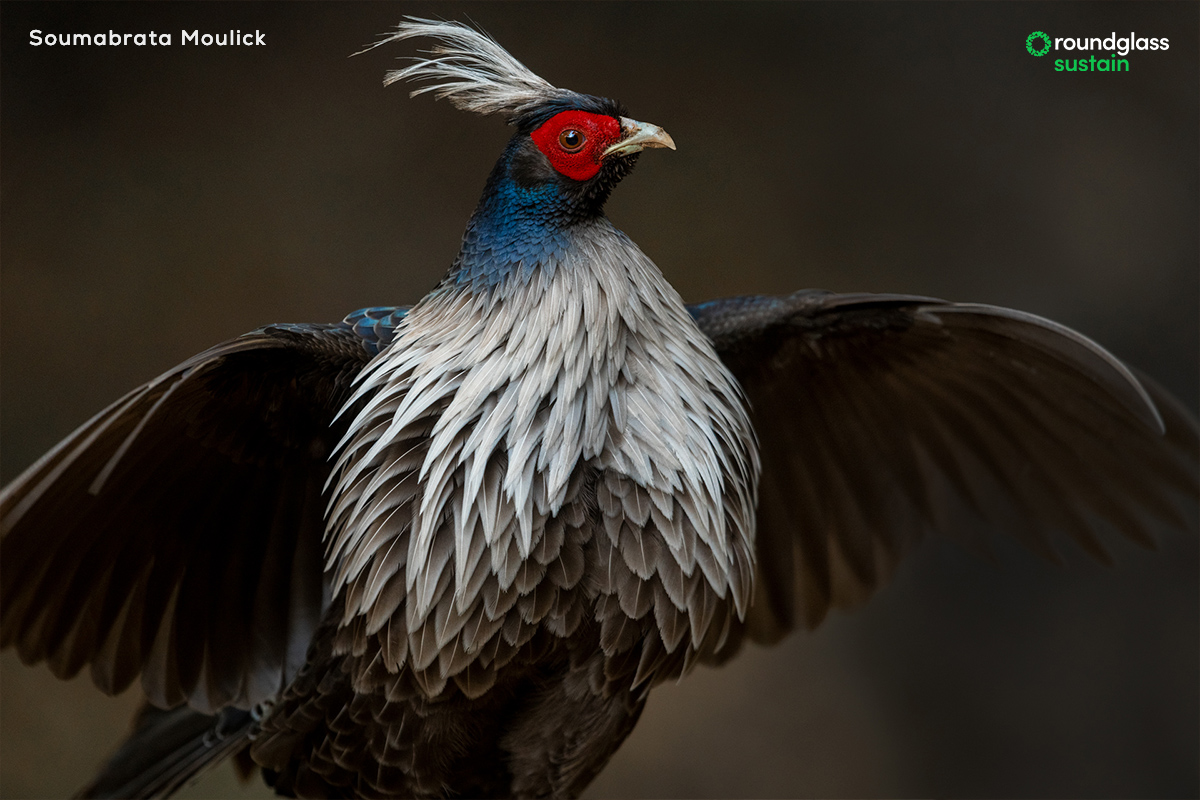 RGSustain1's tweet image. With plumage that is a mix of deep shimmering blue and silver, and a distinct white crest, the flamboyant #kalijpheasant needs nothing more to woo the female.

Samuel John @SpidersATSea writes about four pheasants of Uttarakhand: l8r.it/Z0yW
Photos by @Awe_Som_