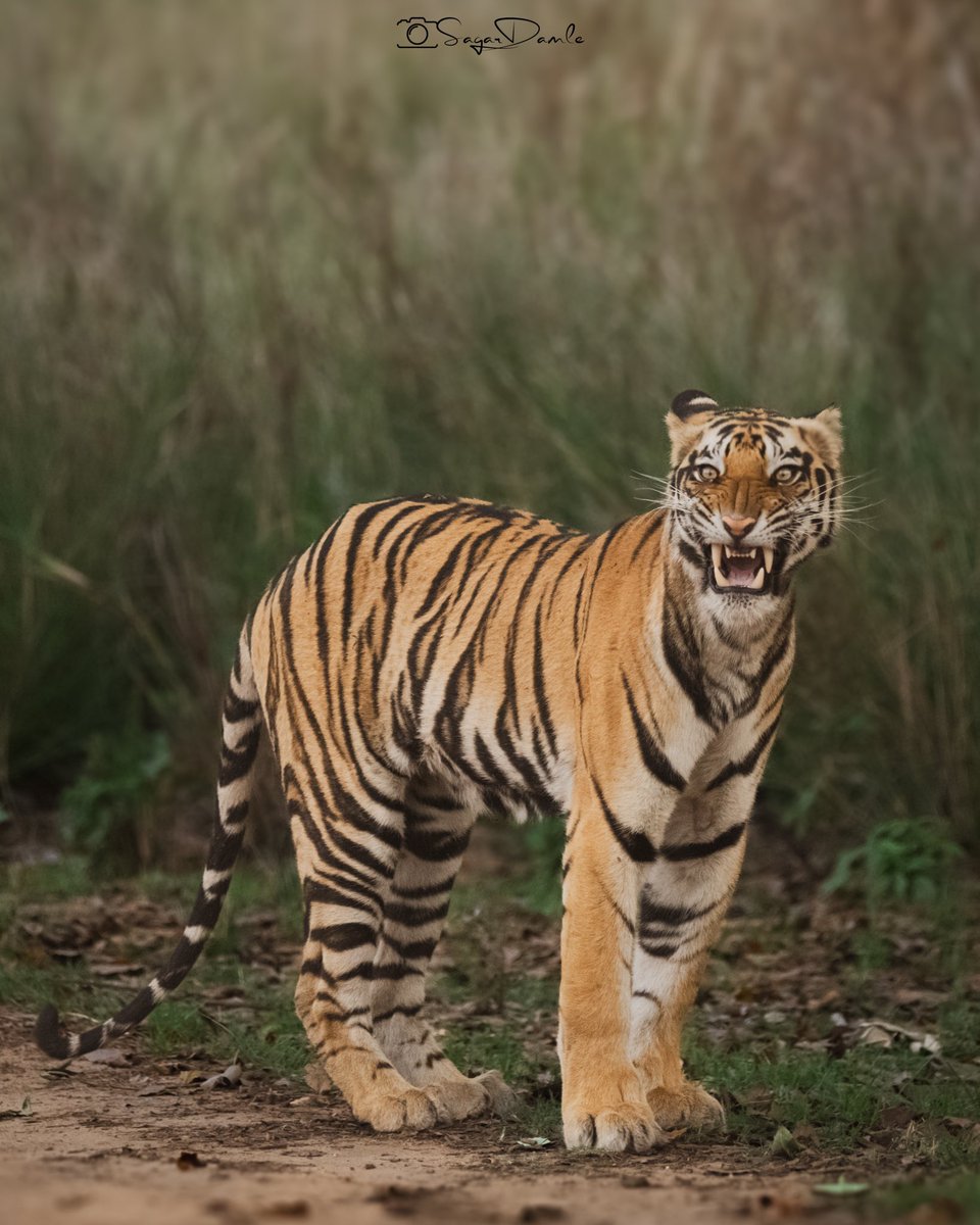Neelam ka baccha from Kanha. Usko baccha nahi bolneka. Ghussa aata hai 🤣.
Shot this image on 23rd April on our Kanha tour. If you want to be in Kanha in June then last 2 slots are open for 9-12th June. 
#PixelStripes #BeWildLiveWild