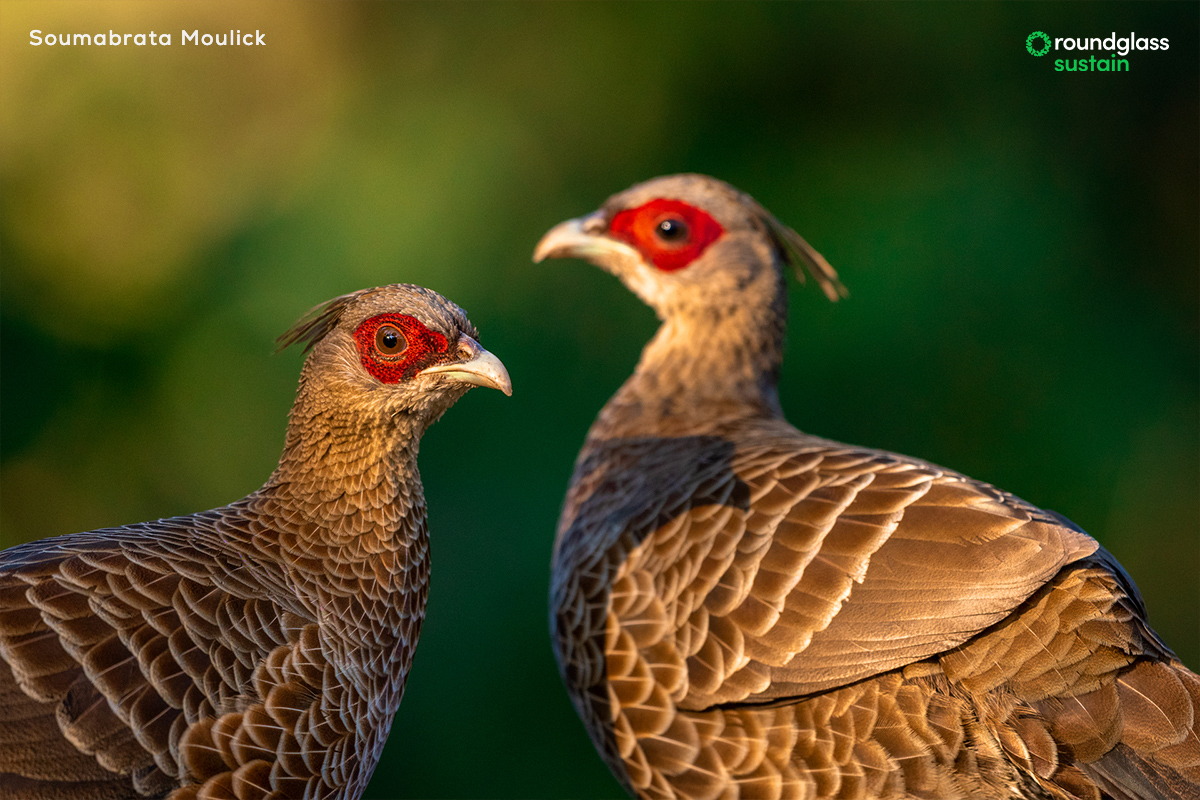 With plumage that is a mix of deep shimmering blue and silver, and a distinct white crest, the flamboyant #kalijpheasant needs nothing more to woo the female. Samuel John @SpidersATSea writes about four pheasants of Uttarakhand: l8r.it/Z0yW Photos by @Awe_Som_