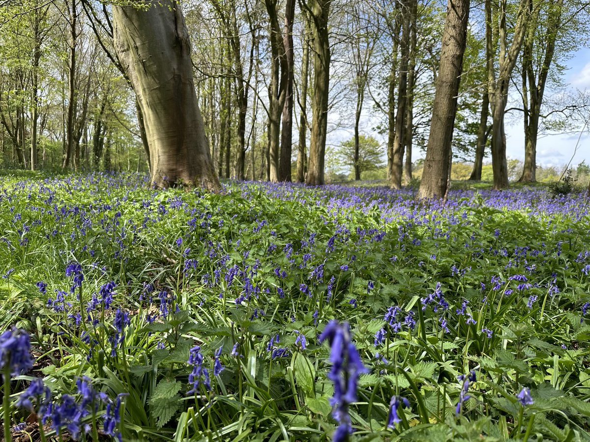 The sun is out and the Bluebells are in bloom ☀️ There are so many lovely, different walks to enjoy in our grounds, and plants and wildlife to spot. Take a look at our website to book your stay with us👇 ow.ly/QqFc50RqIHo #Bluebells #Walks #Dogfriendly #Holidayhome