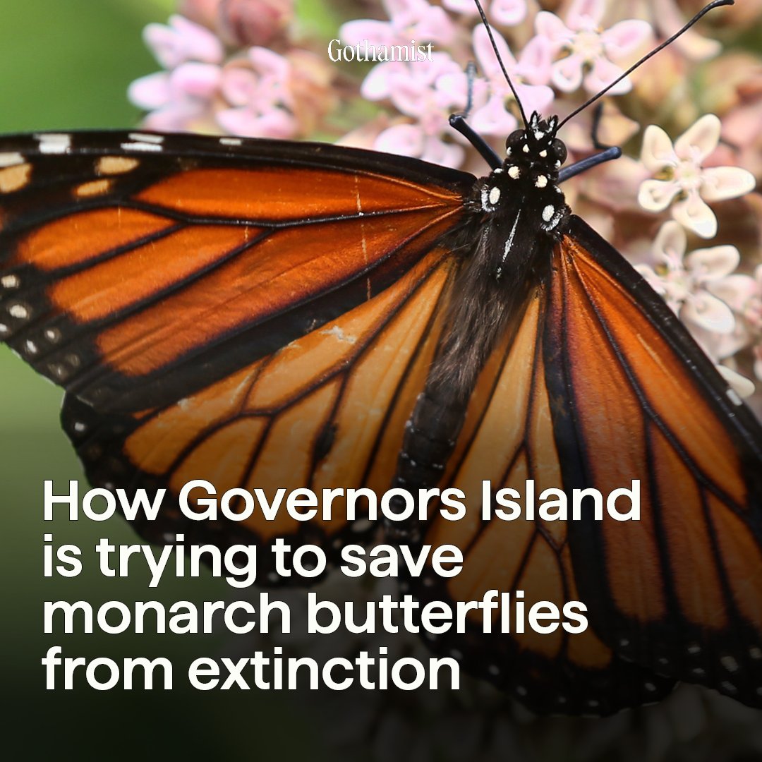 The majestic insect's population on the East Coast dwindled roughly 90% from 1996 to 2013, according to estimates. The number has declined even further since then. Gardeners on Governors Island are trying to save them with milkweed. Read more: bit.ly/4beOKrs