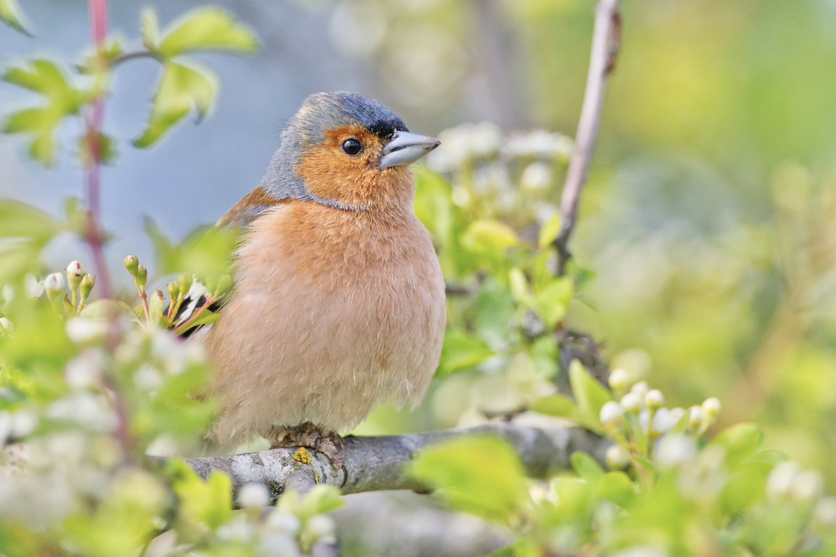 Giles Greenwood (@giles_greenwood) on Twitter photo A lovely chaffinch at @E17Wetlands this morning.
@WildLondon <a href="/Team4Nature/">Team4Nature</a> <a href="/NatureUK/">NatureUK</a> <a href="/Natures_Voice/">RSPB</a> <a href="/LeeValleyPark/">Lee Valley Park</a> A lovely chaffinch at @E17Wetlands this morning.
@WildLondon <a href="/Team4Nature/">Team4Nature</a> <a href="/NatureUK/">NatureUK</a> <a href="/Natures_Voice/">RSPB</a> <a href="/LeeValleyPark/">Lee Valley Park</a>