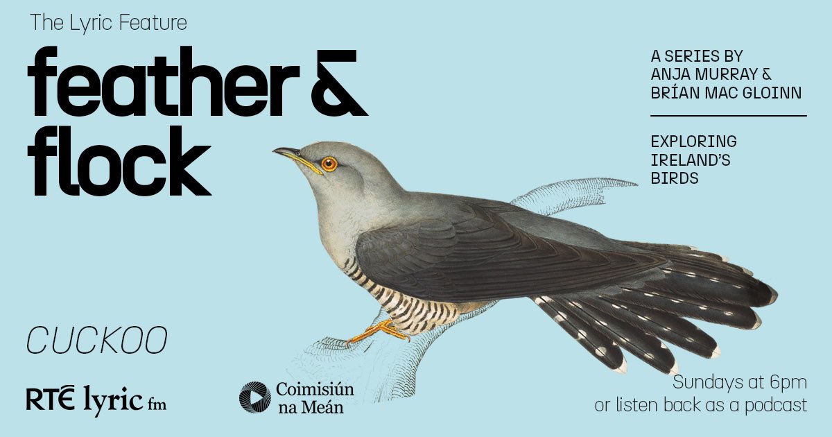 This Sunday at 6pm on @RTElyricfm mine and @MiseAnja’s new radio series Feather & Flock will begin with an episode on the cuckoo - exploring Ireland’s birds through ecology, sound, music, folklore and song. I’m so excited for this to air, alongside the infamous cuckoo’s return.