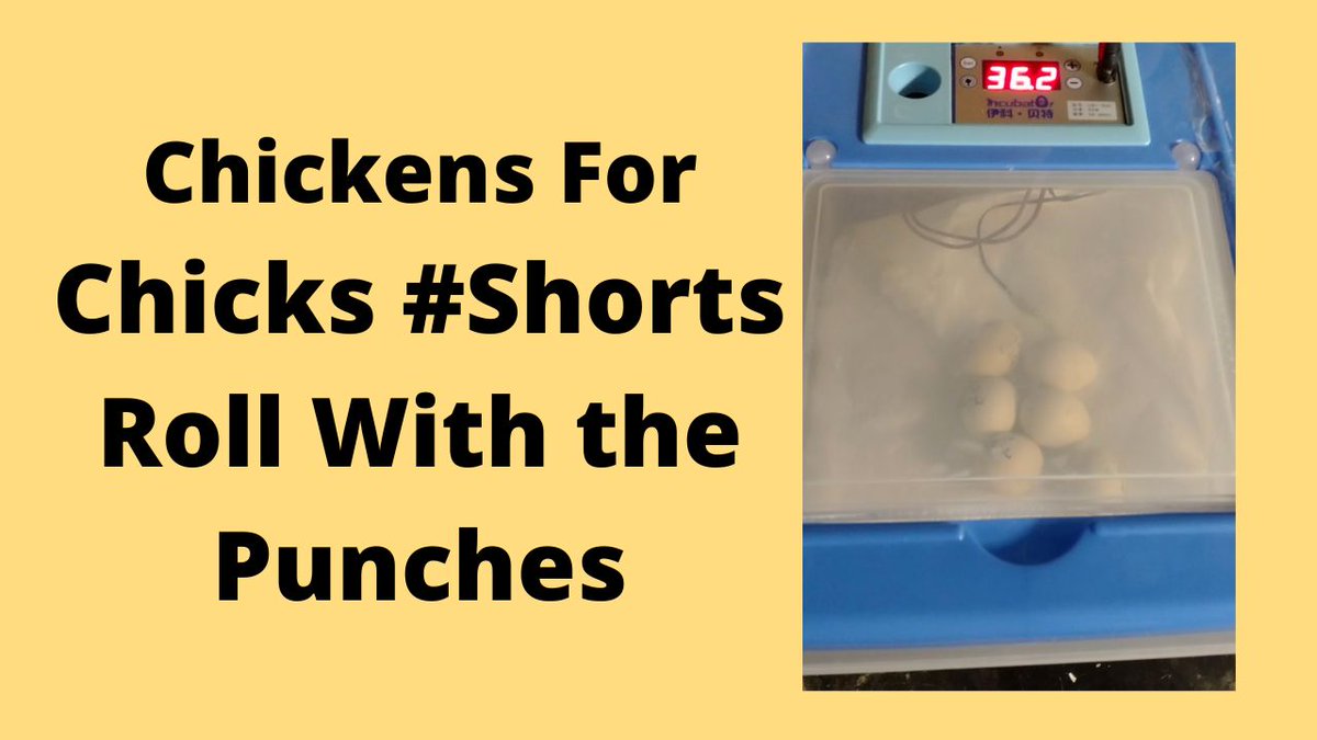 Incubator Problems Roll With The Punches #Shorts
i.mtr.cool/rznkaqpdab
#chickenincubator #shorts #adapting #CFC #ChickensForChicks #ChickendaleAR #Chickendale