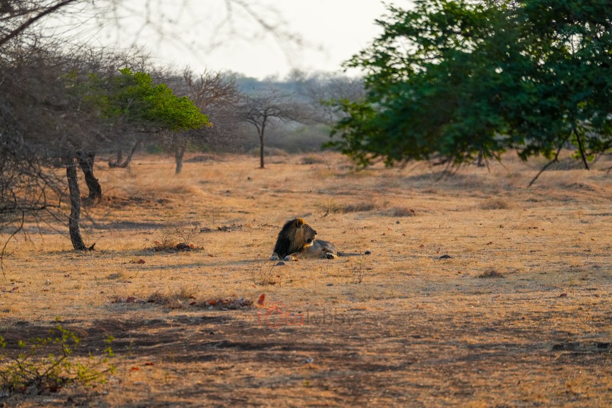 Roar like a lion, conquer like a king.

#Lion #girnationalpark #lionsafari #lionroar #asiaticlion #devaliyasafarizone #Devraj #wildlife #animals #girsasan #sasangujrat #singhsadan #junagad #sasansafari #SonyAlphaIn #GujaratTourism #wildlifephotography #nature #wildlifeonearth