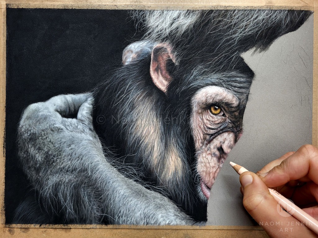 A little peak at my latest wildlife drawing 'Embrace'. This will be my entry into this years #sketchforsurvival run by @explorersagainstextinction.
#sketchforsurvival2024 #chimpanzeeart #chimpanzee #wildlifeart #wildlifeartist #wildlifeartwork #animalart #endangeredspecies