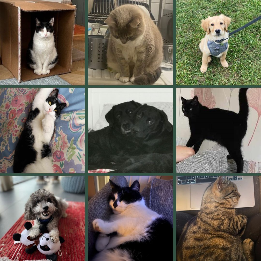 To celebrate National Pet Month, we thought we'd introduce you to some of the FurShare Midlands team! Just look at the cuties keeping our volunteers and staff entertained when they're not in the depots! #FareShareMidlands #FareShare #NationalPetMonth #Pets #DogPhotos #CatPhotos