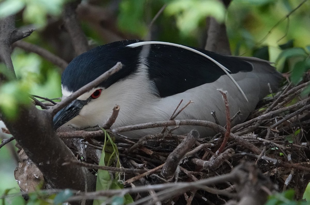 N_nycticorax's tweet photo. 雨の中抱卵中のゴイちゃん
この日はちょっと冷えてたからね

#天王寺動物園 #カッコいいゴイサギ #ゴイサギ https://t.co/kS8pUgnyoX