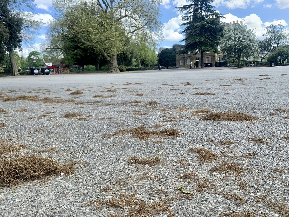 What a sad sight this wasteland of tarmac in #clissoldpark #hackneycouncil #londonparks
