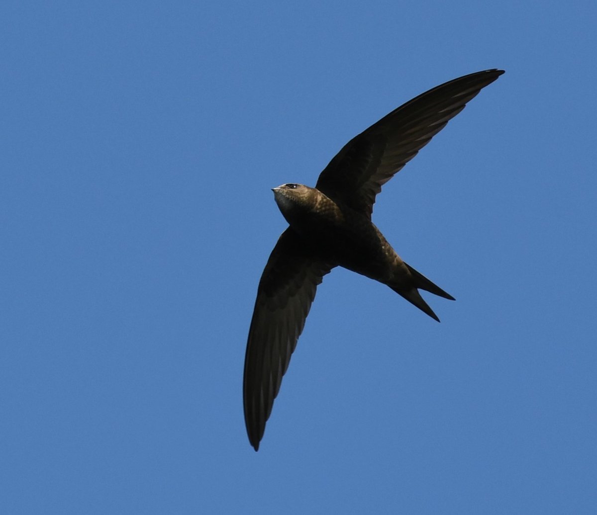 Great to see the Swifts back in the UK! This being one of a group of 40+ at Staines yesterday. 60% population reduction 1995-2020 and only about 60k pairs left of these aerial masters. @_BTO #CommonSwift #Birding #BirdMigration