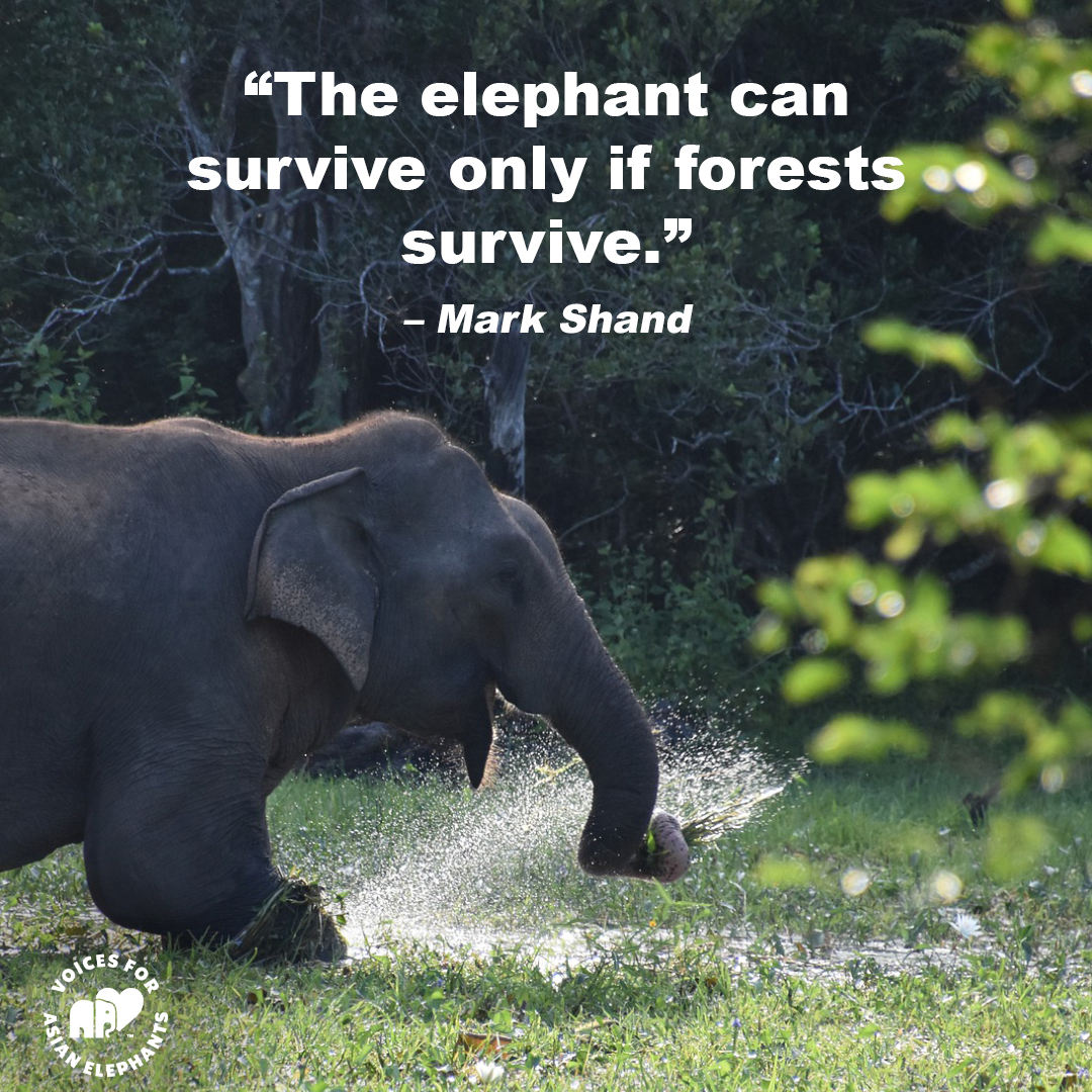 Let's kick off our week with a tribute to a true inspiration: Mark Shand. ✨ As a British traveler and 🐘 conservationist, his love for India knew no bounds. Shand's work, including his bestselling book 'My Elephant', has left an indelible mark on the world of conservation. 🙏