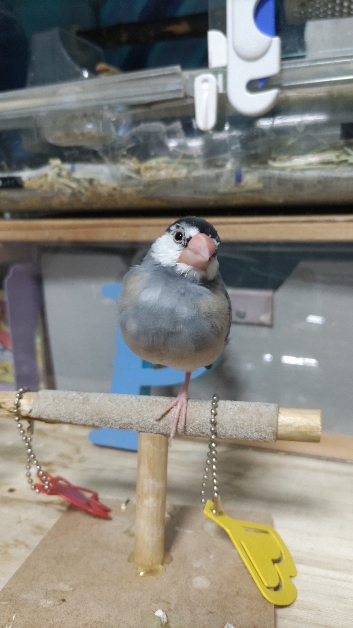 ピーちゃんズ - Search / X