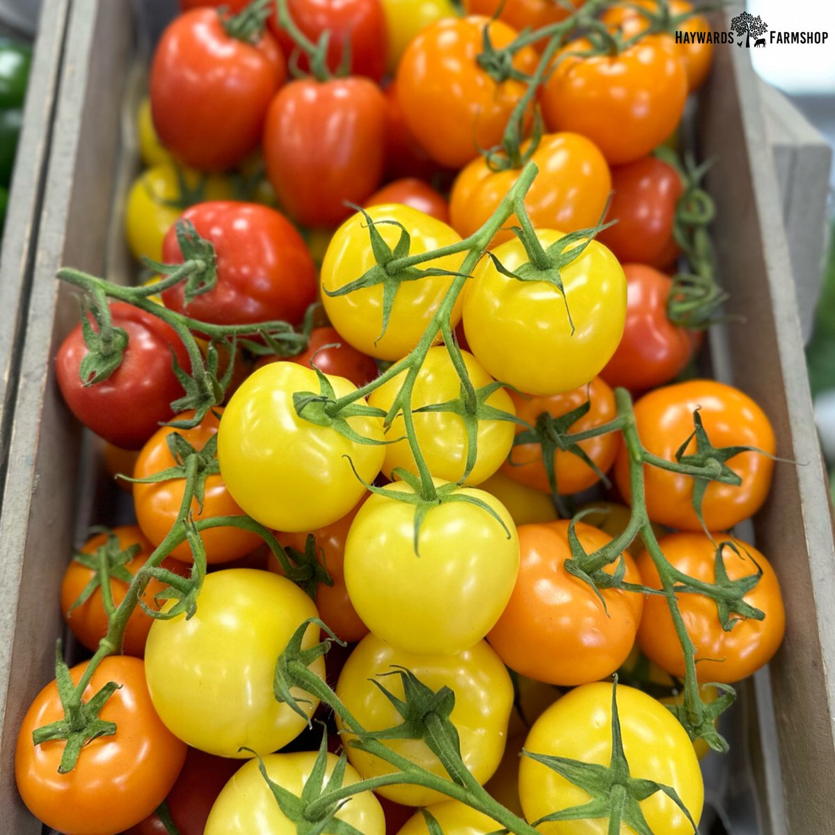 🍅🌱 Fresh from West Sussex, our mixed vine tomatoes are bursting with flavour and colour! Locally sourced and packed with goodness, they're the perfect addition to a variety of dishes. #LocalProduce #FreshAndFlavourful #MixedVineTomatoes #ShopLocal #Tonbridge #Haywards1990