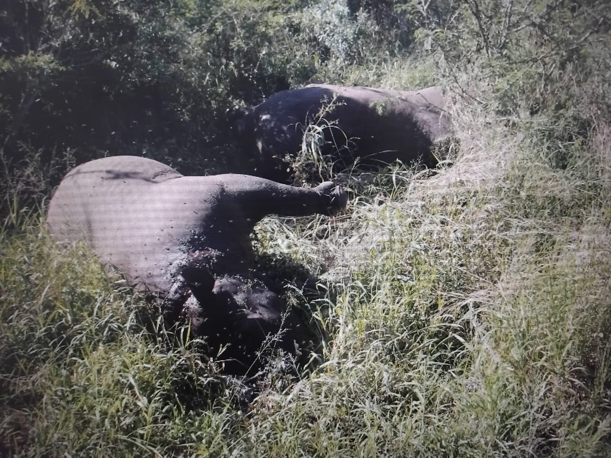 #SouthAfrica devastating news!#Rhino mother & calf slaughtered for horns!
231 #rhinos have been #poached in #SouthAfrica this year; 143 cases from #KZN😡🤬It's only the 1st quarter of 2024 this does not bode well for our #rhinos! #StopRhinoPoaching 🦏🆘️
citizen.co.za/northern-natal…