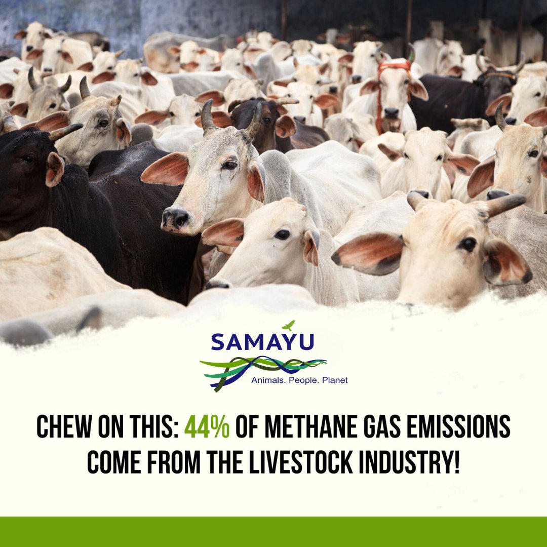 Methane is a potent greenhouse gas that significantly contributes to climate change. This shows how important sustainable agricultural practices and food systems are. 
 
#samayu #livestockfarming #methaneemissions #climatechange #sustainableagriculture #environmentalimpact