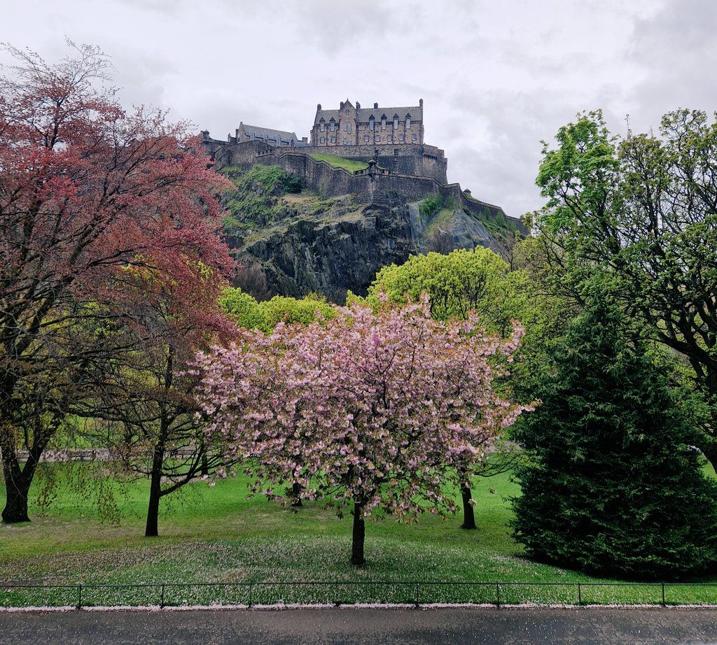 Edinburgh Castle, cherry blossoms are a riot of colour ❤️ #EDINBURGH