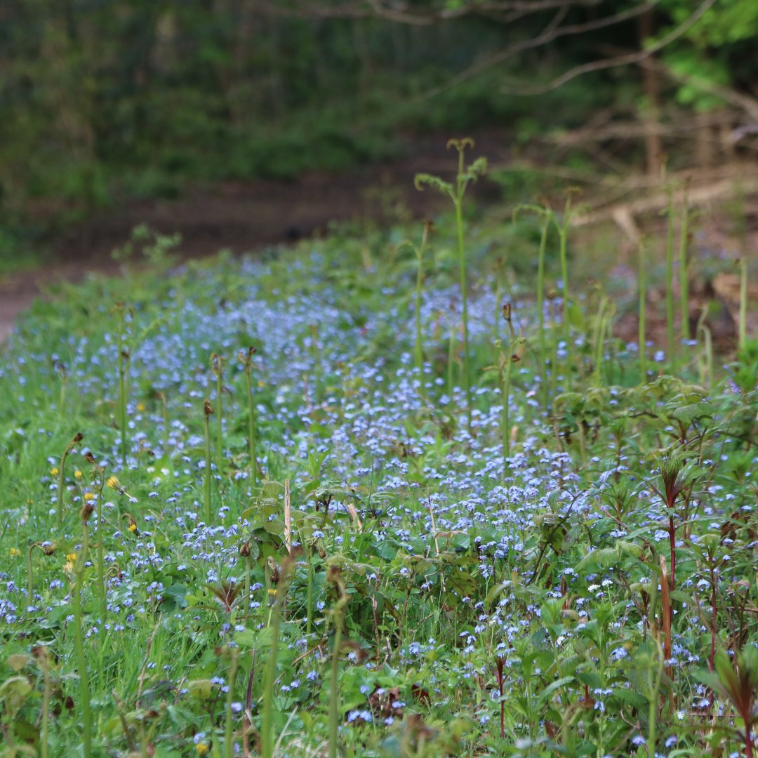 Native to Europe, forget-me-nots are pretty blue flowers from the Myosotis genus of the Boraginaceae family. The botanical name is derived from the Greek terms mus that means mouse, and otis or ous that translates to ear, since its leaves resemble a mouse’s ears 🐭