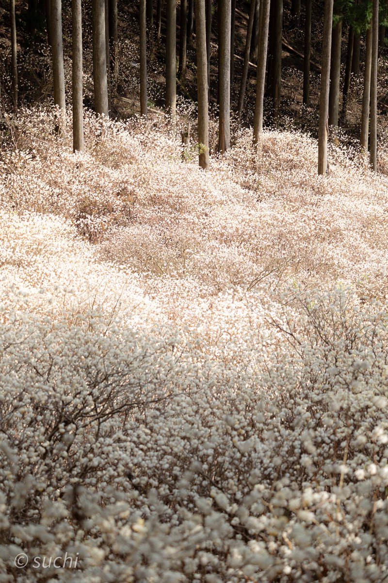 群馬奥地で見つけた妖精の森

#tokyocameraclub 
#東京カメラ部
#ミツマタ