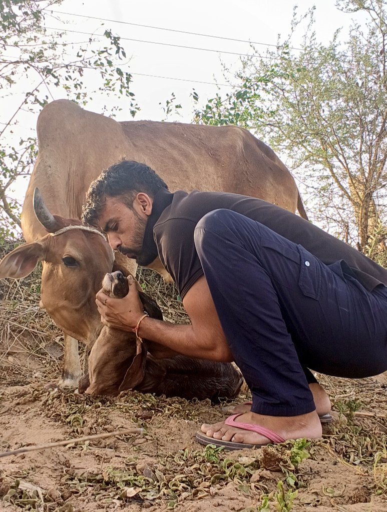 ल्यो सा गाय बियाण दी हां 😍 लक्ष्मी आई है 🎉🫂