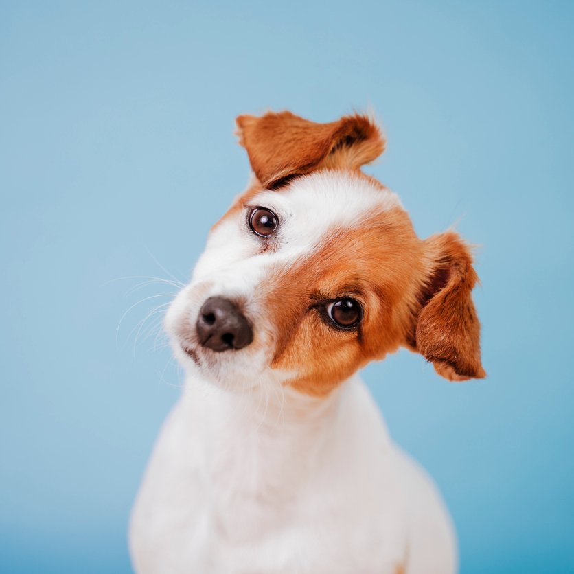 🐶Köpekler genellikle bir insanı dinlerken ya da bazen çevrelerinde farklı bir ses duyduklarında başlarını yana yatırırlar. Peki, bunu neden yaparlar hiç düşündünüz mü? İşte, sizin için köpeklerin kafalarını yana yatırma sebepleri! hbr.tk/FM14lM