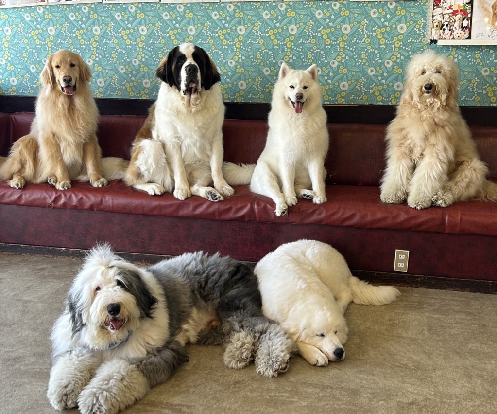 念願の大型犬カフェ行ってきた🐶💓
こんな天国があっていいのか！！！愛しさと尊さのかたまりなワンちゃん達ありがとう🥹✨
大型犬と大型人間🙋🏻‍♀️
#デブカリ #ベンティ #デブ #レンタルデブ #デブカリベンティ #みけぽちゃ #みけぽ #みけぽ女子 #ぽっちゃり #ぽっちゃり女子 #ぽちゃ専 #デブ専 #大型犬