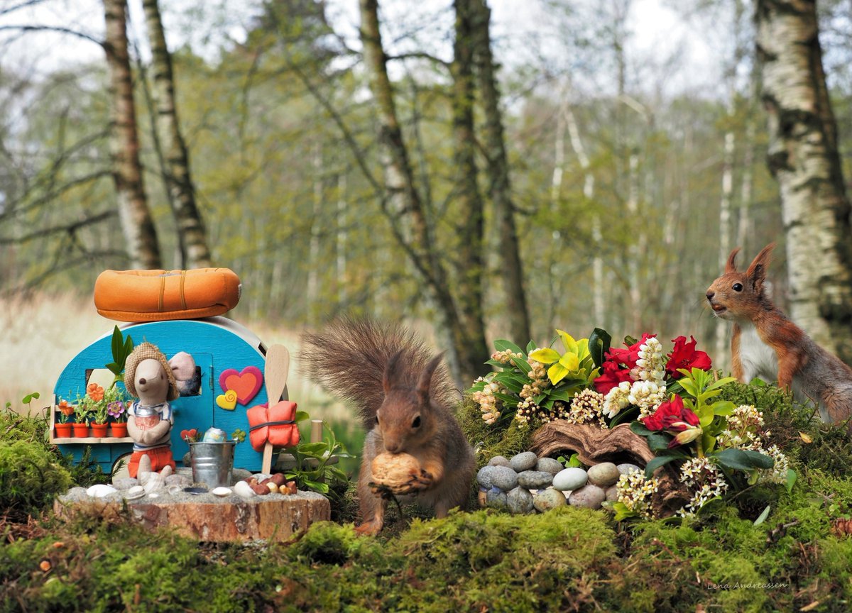 A lot is happening in the forest at Bryne, Morten the mouse is back and has settled down with a caravan by the nut pond, Hope u all like the photos , every photo tell their own story , 😍😅 Jæren Norway 29/4 2024 @ThePhotoHour #Squirrels #spring #stories