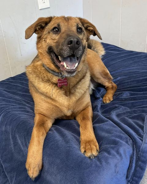 This handsome boy is Duncan! Duncan is 6 years old and 40ish pounds. He is believed to be a shepherd/shar pei mix. This poor guy had his world turned upside down when his owner lost her home and had to make the difficult choice to surrender him. Duncan is so sweet and friendly!