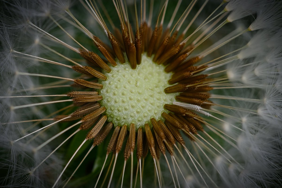 Dandelion macro photography
Nikon Z7ii sigma 105 macro lens #ThePhotoHour #Macro #photography #NaturePhotography #Viaastockaday #art #photooftheday #photographer  #portraitphotography @UKNikon @NikonEurope @OutdoorPhotoMag @MacroHour