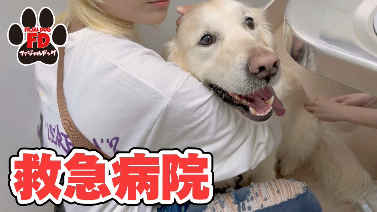 【大型犬５匹】ワクチン副反応！？アース嘔吐を繰り返す。
youtu.be/pFuBQH1LgFs

 #英国ゴールデンレトリバー子犬 #グレートデン子犬 #ダルメシアン #雑種 #大型犬 #超大型犬  #多頭飼い #dog
#extralargedog #greatdane #britishgoldenretriever
#protectiondog #dalmatian