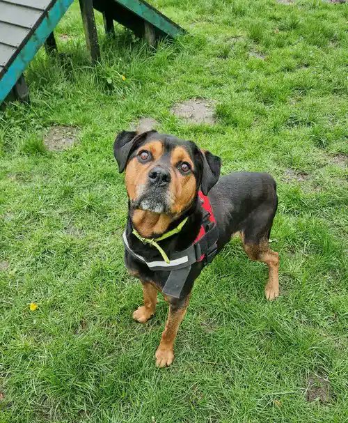 Please retweet to help Rocky find a home #WOLVERHAMPTON #UK 🔷AVAILABLE FOR ADOPTION, REGISTERED BRITISH CHARITY🔷
Friendly Rottweiler aged 12. He can live with children aged 13+ and with other dogs 🐶✅
A big puppy at heart and has lots of love to give to everyone he meets.…