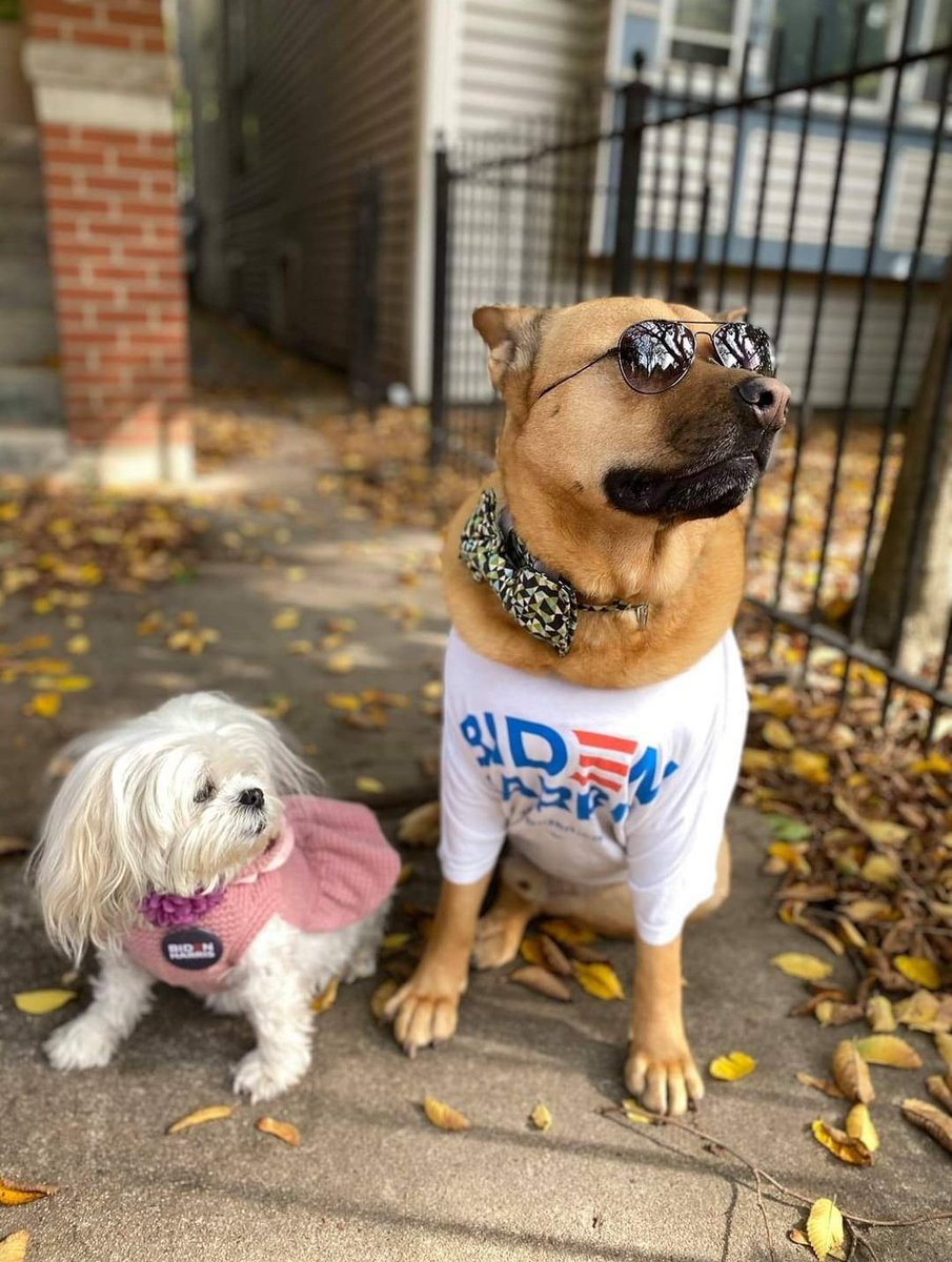 #DogsForBiden 🐾 #BidenForDogs