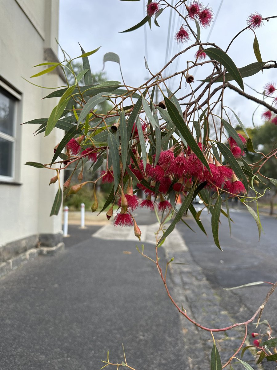 I’m angry about many things right now, and it’s hard not to feel overwhelmed. So today, as I made my way to @cams_kiosk for a couple of meetings, I paused long enough to photograph this gum blossom. This is how I ground myself in the face of profound and visceral rage.