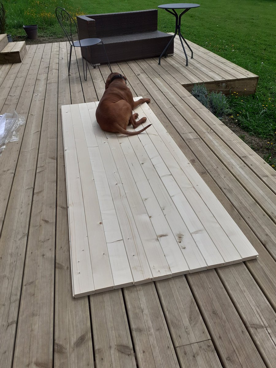 Théodore,the carpenter #vizsla, helping me build a new shutter by keeping everything flat 😁